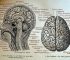 historical brain diagram