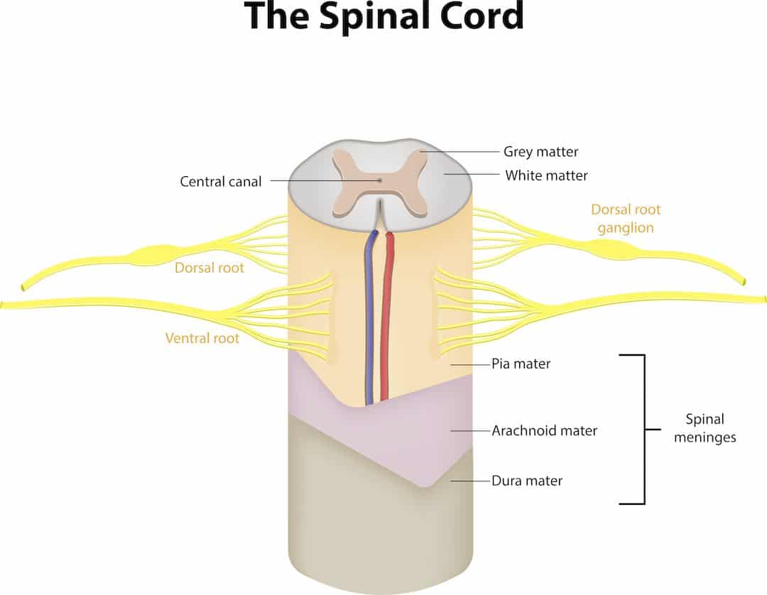 spinal cord