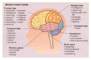 brain functions